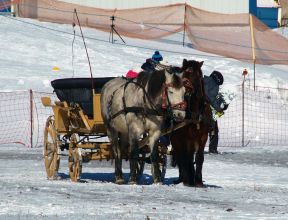 Preprava zvierat